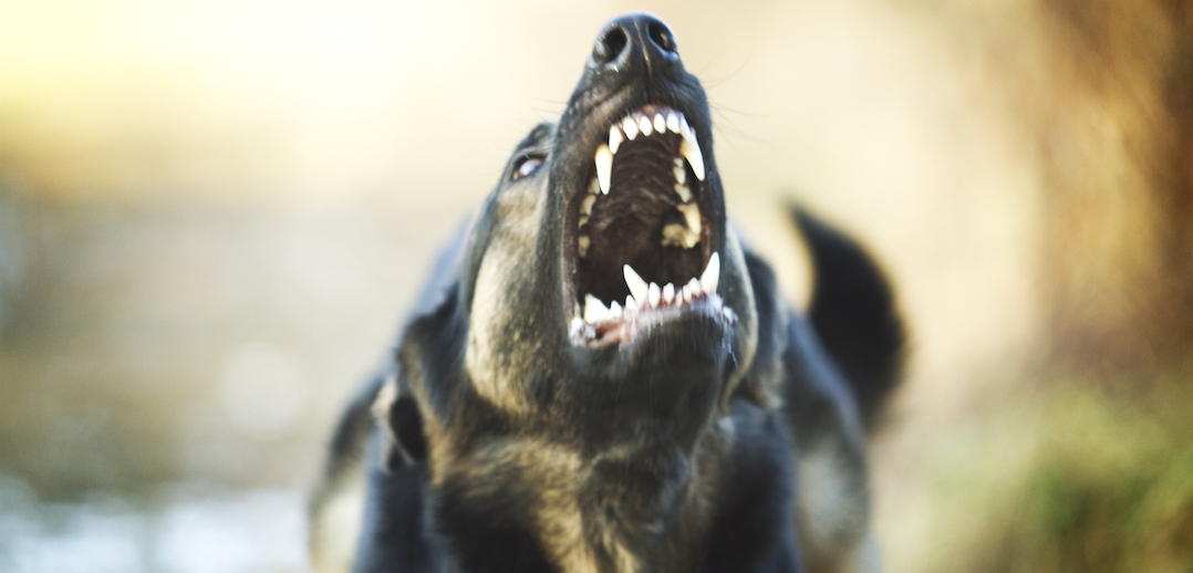 kop inhoud audit Ruim 160 meldingen van gevaarlijke honden Rotterdam